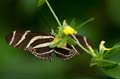 039 Zebra-Falter - Heliconius charitonius